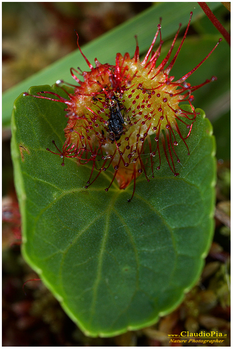 drosera rotundifolia, piante insettivore, carnivore, fotografia, val d'aveto