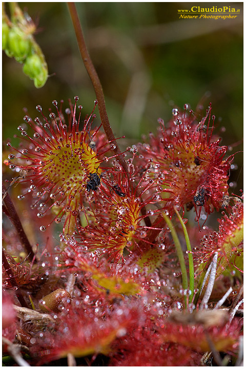 drosera rotundifolia, piante insettivore, carnivore, fotografia, val d'aveto