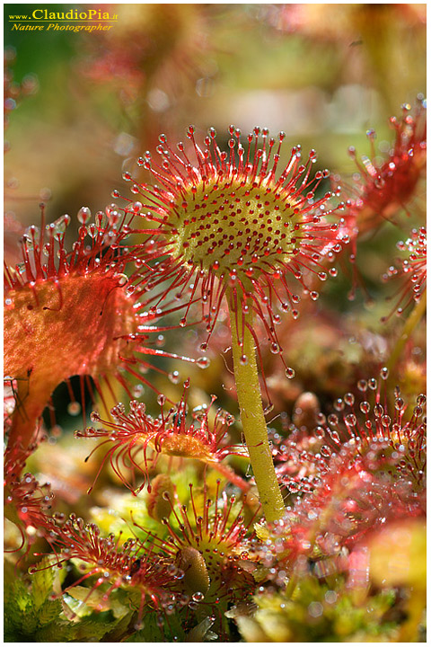 drosera rotundifolia, piante insettivore, carnivore, fotografia, val d'aveto