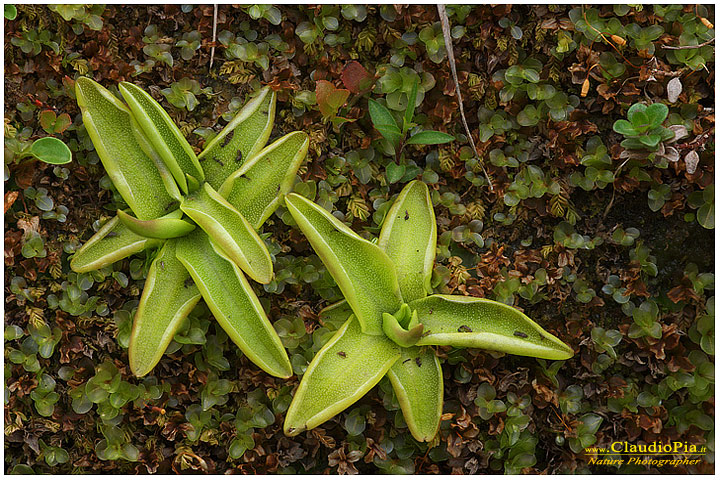 pinguicula vulgaris, piante insettivore, carnivore, fotografia, val d'aveto