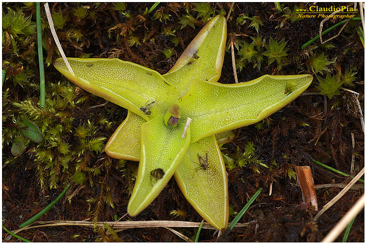 pinguicula vulgaris, piante insettivore, carnivore, fotografia, val d'aveto