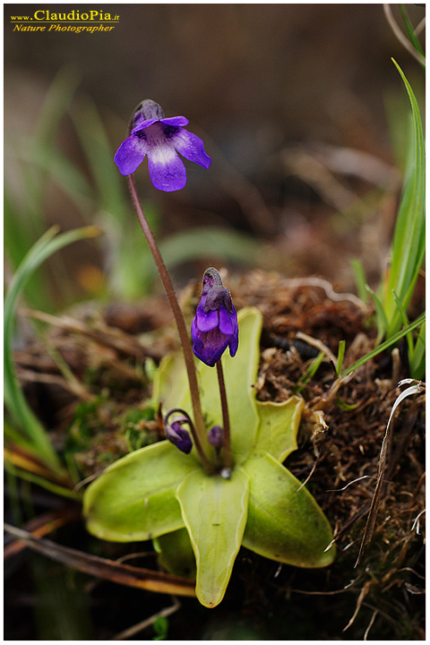 pinguicula vulgaris, piante insettivore, carnivore, fotografia, val d'aveto