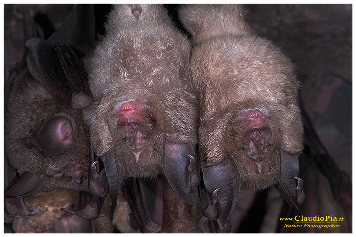 fotografia chirottero rhinolophus ferrumequinum pipistrello