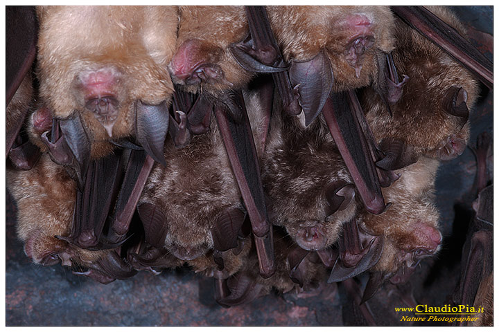 fotografia chirottero rhinolophus ferrumequinum pipistrello, val graveglia