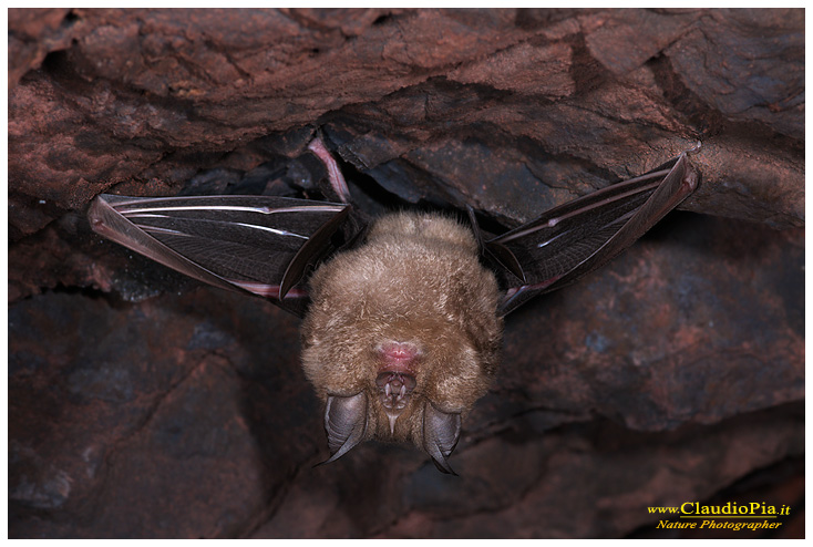 fotografia chirottero rhinolophus ferrumequinum pipistrello, val graveglia