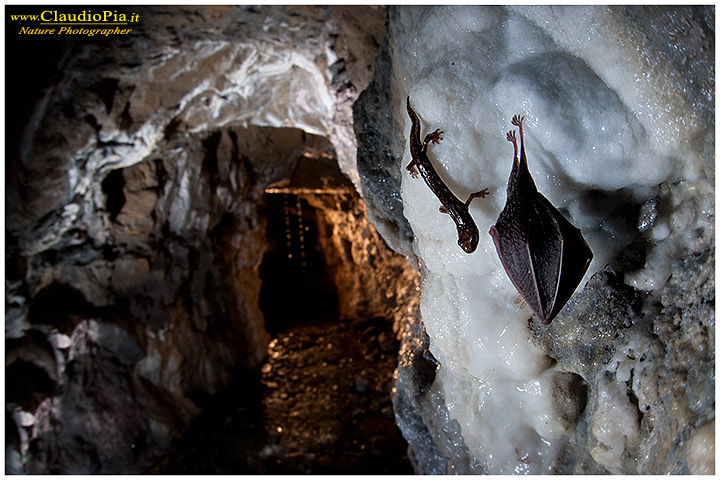 fotografia chirottero rhinolophus ferrumequinum pipistrello, val graveglia