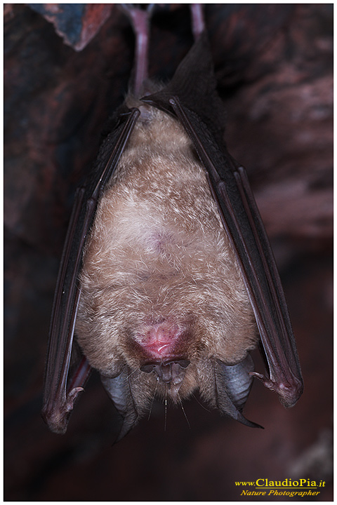 fotografia chirottero rhinolophus ferrumequinum pipistrello, val graveglia