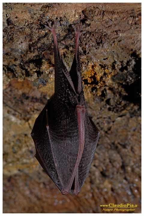 fotografia chirottero rhinolophus ferrumequinum pippistrello, val graveglia