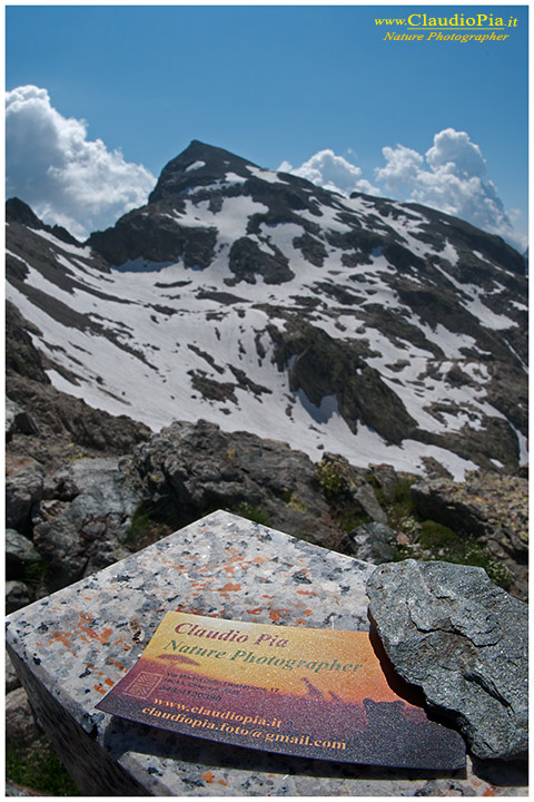 Passo Pagarì, fiori alpini, fiori di montagna, alpine flowers, alpi marittime