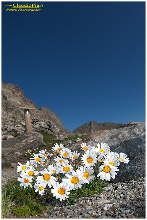 Leucanthemopsis alpina, fiori alpini, fiori di montagna, alpine flowers, alpi marittime