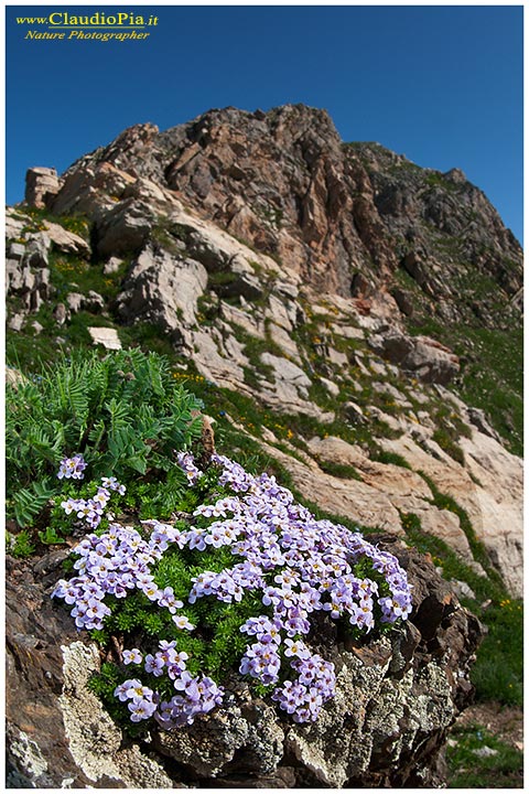 Petrocallis pyrenaica, fiori alpini, fiori di montagna, alpine flowers alpi liguri