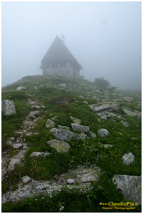 Rifugio Garelli, fiori alpini, fiori di montagna, alpine flowers, valtellina