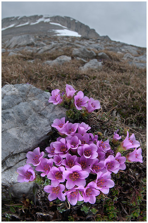 Saxifraga oppositifolia, fiori alpini, fiori di montagna, alpine flowers, alpi liguri