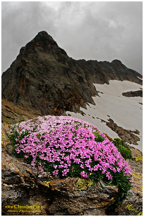 Silene acaulis, fiori alpini, fiori di montagna, alpine flowers