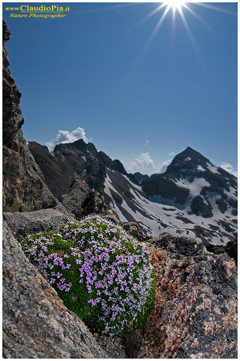 Silene acaulis, fiori alpini, fiori di montagna, alpine flowers alpi marittime