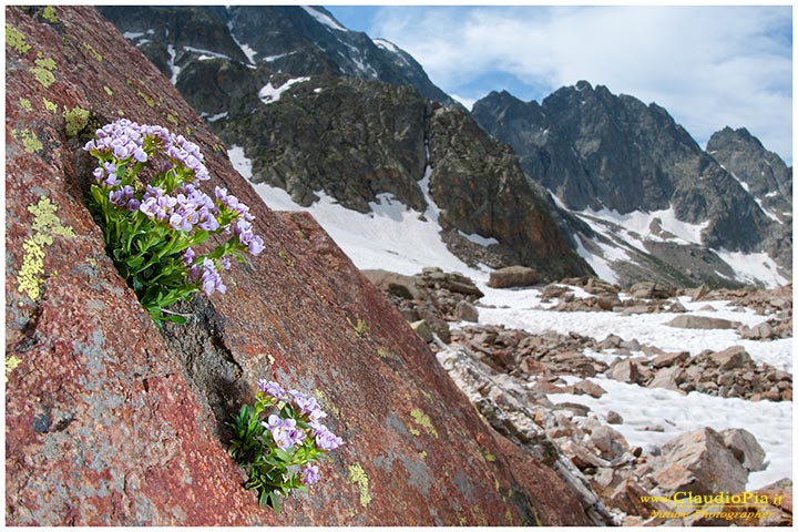 Thlaspi rotundifolium, fiori alpini, fiori di montagna, alpine flowers, alpi marittime