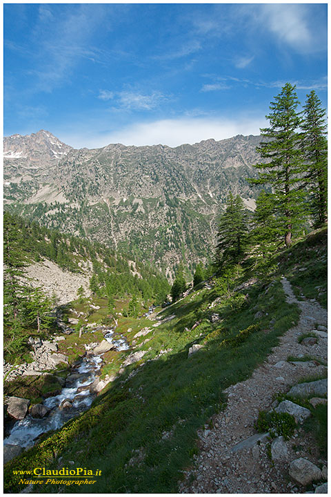 Rifugio Bozano, fiori alpini, fiori di montagna, alpine flowers