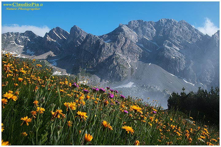 Marguareis, fiori alpini, fiori di montagna, alpine flowers, alpi liguri