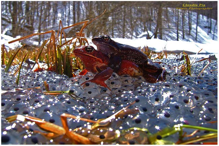 Rana temporaria val d'aveto