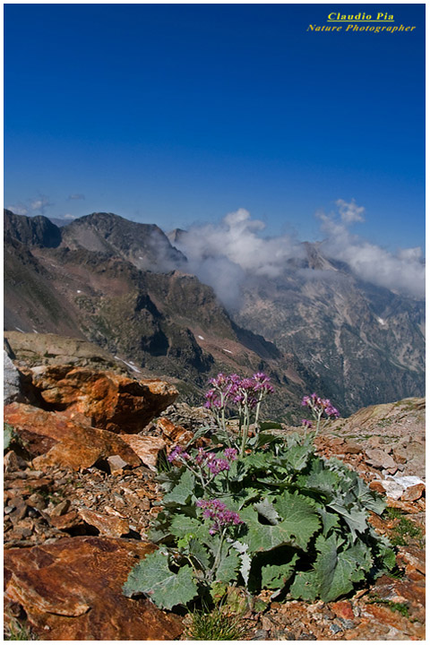 Adenostyles leucophylla, fiori di montagna, fioriture alpine, alpine flowers foto, alpi marittime