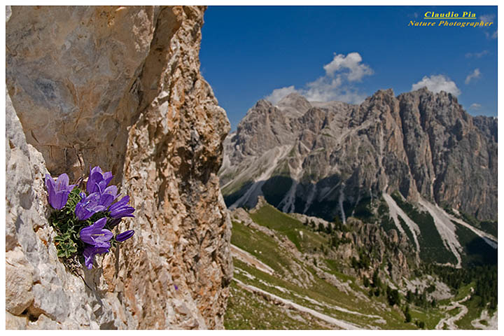 Campanula morettiana, fiori di montagna, fioriture alpine, alpine flowers foto, val di fassa