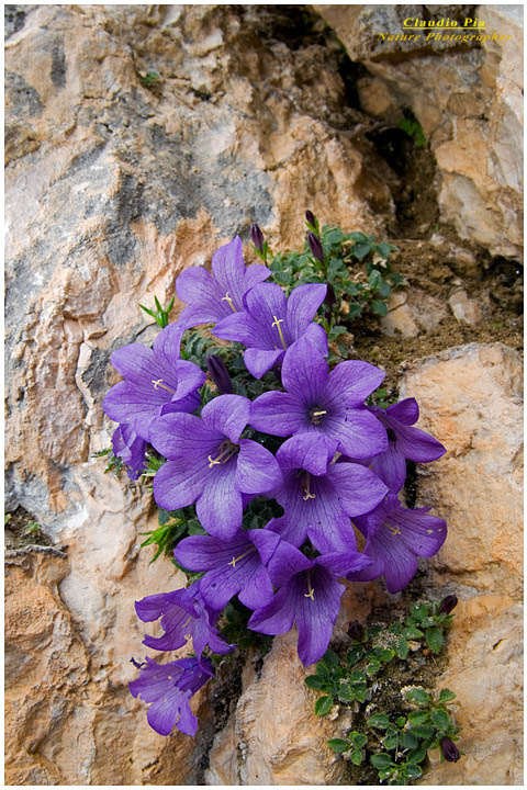 Campanula morettiana, fiori di montagna, fioriture alpine, alpine flowers foto, val di fassa