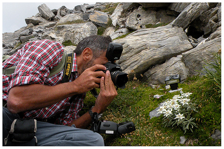 Claudio Pia , fiori di montagna, fioriture alpine, alpine flowers foto, remo bernerdello