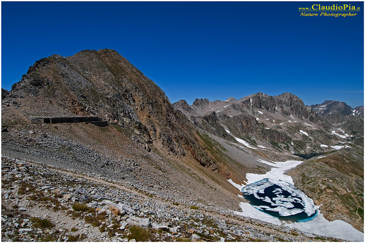 Laghi di Fremamorta, fiori di montagna, fioriture alpine, alpine flowers foto, fotografia