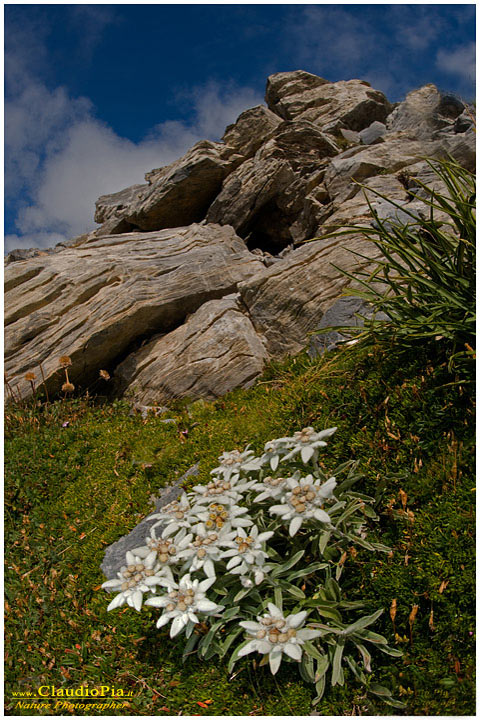 Leontopodium alpinum, fiori di montagna, fioriture alpine, alpine flowers foto, alpi liguri