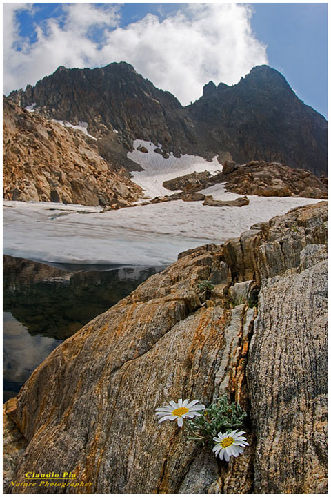 Leucantemopsis alpina, fiori di montagna, fioriture alpine, alpine flowers foto, alpi marittime