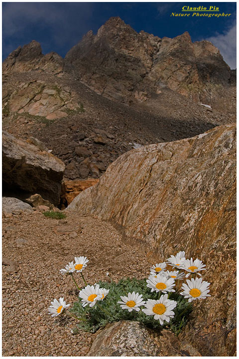 Leucantemopsis alpina, fiori di montagna, fioriture alpine, alpine flowers foto, alpi marittime