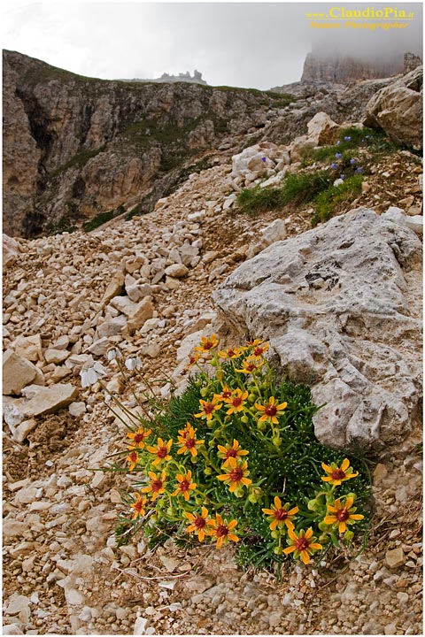 Saxifraga aizoides, fiori di montagna, fioriture alpine, alpine flowers foto, dolomiti