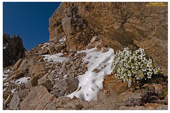 Saxifraga caesia, fiori di montagna, fioriture alpine, alpine flowers foto, val di fassa