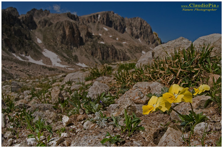 Viola calcarata, fiori di montagna, fioriture alpine, alpine flowers foto, alpi marittime