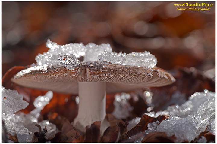 Funghi, mushroom, fungi, fungus, val d'Aveto, Nature photography, macrofotografia, fotografia naturalistica, close-up, mushrooms, Amanita muscaria