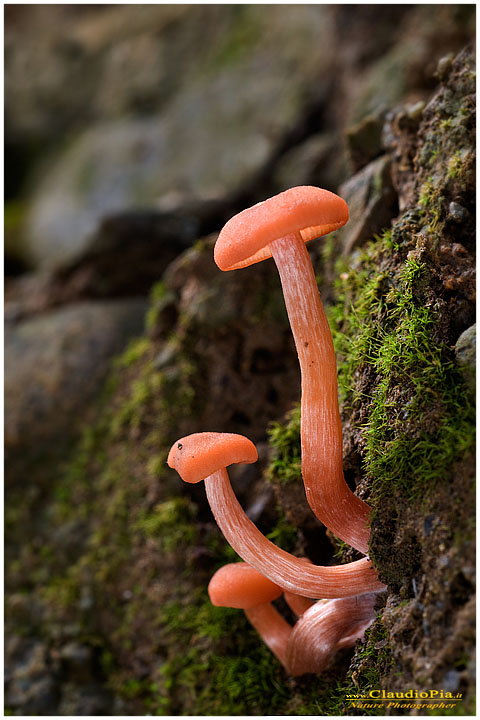 Funghi, mushroom, fungi, fungus, val d'Aveto, Nature photography, macrofotografia, fotografia naturalistica, close-up, mushrooms, laccaria, portofino