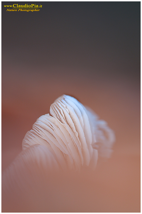 Funghi, mushroom, fungi, fungus, val d'Aveto, Nature photography, macrofotografia, fotografia naturalistica, close-up, mushrooms, gills, lamelle