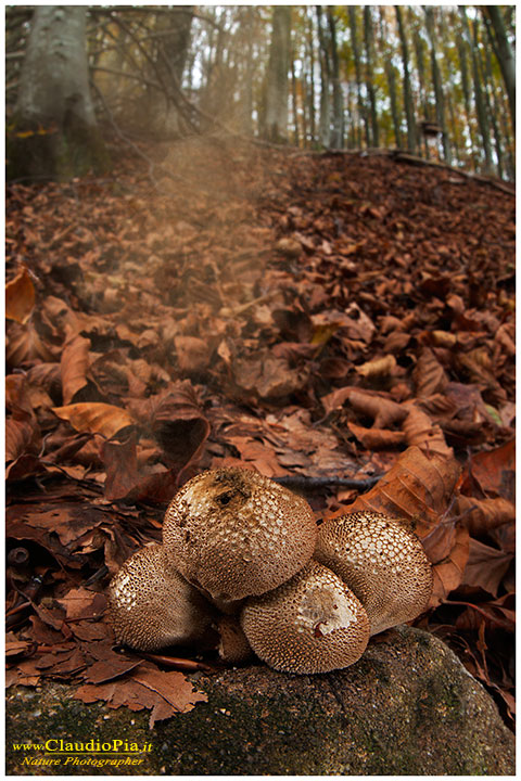 Funghi, mushroom, fungi, fungus, val d'Aveto, Nature photography, macrofotografia, fotografia naturalistica, close-up, mushroomsLycoperdon perlatum, spore