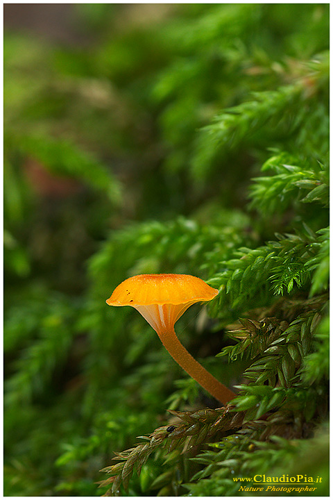 Funghi, mushroom, fungi, fungus, val d'Aveto, Nature photography, macrofotografia, fotografia naturalistica, close-up, mushrooms, Rickenella fibula