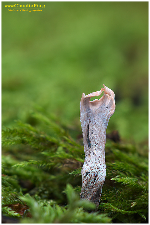 Funghi, mushroom, fungi, fungus, val d'Aveto, Nature photography, macrofotografia, fotografia naturalistica, close-up, mushrooms Xylariah ypoxylon