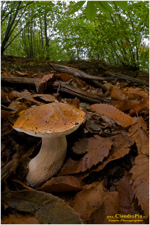 Funghi, mushroom, fungi, fungus, val d'Aveto, Nature photography, macrofotografia, fotografia naturalistica, close-up, mushrooms Boletus reticulatus, val di vara, manuel zucchini