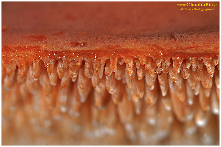 Funghi, mushroom, fungi, fungus, val d'Aveto, Nature photography, macrofotografia, fotografia naturalistica, close-up, mushrooms Hydnum rufescens 