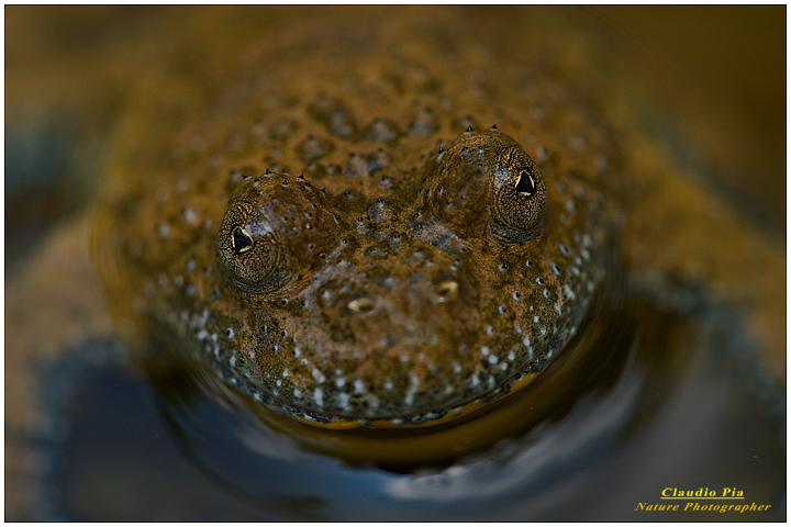 bombina pachypus, val fontanabuona