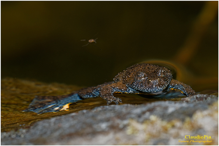 bombina pachypus, val fontanabuona