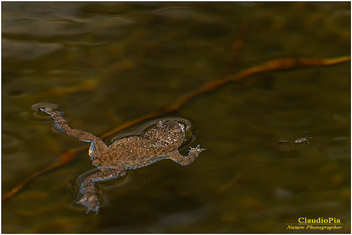 bombina pachypus, val fontanabuona