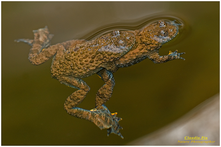 bombina pachypus, val fontanabuona