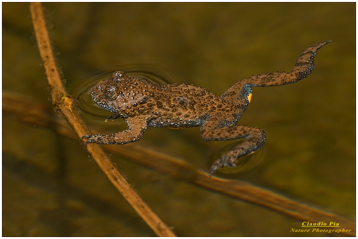 bombina pachypus, val fontanabuona