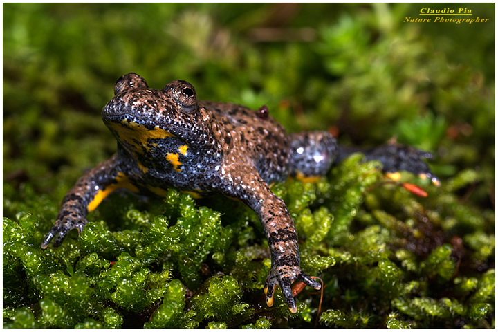 bombina pachypus, val fontanabuona