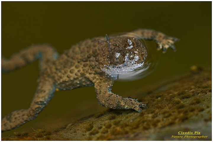 bombina pachypus, val fontanabuona