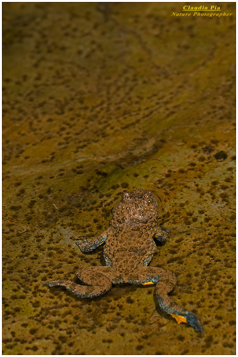 bombina pachypus, val fontanabuona